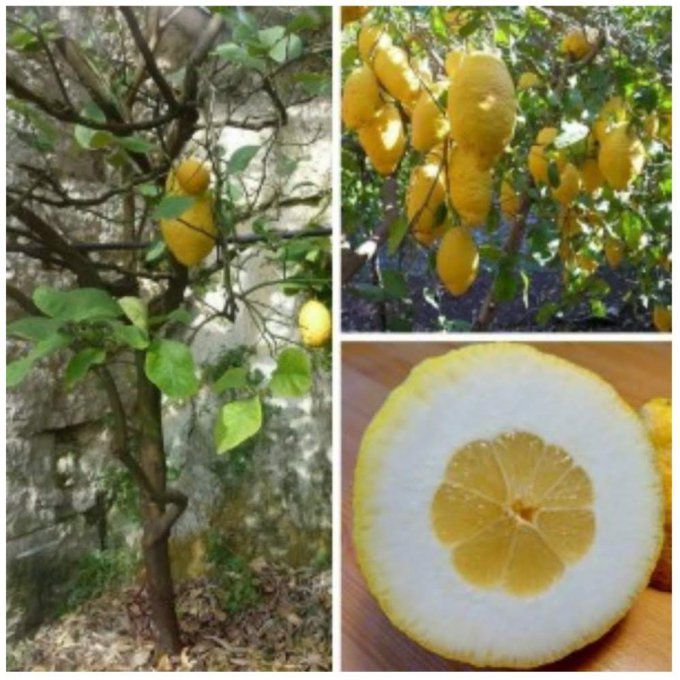 Marmelade d'orange " Cédrat"